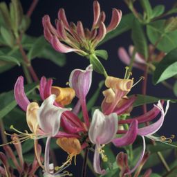 Kamperfoelie - Lonicera Serotina - Bloem Roze met Wit - Weinig onderhoud - 2 planten - Pot 11cm Hoogte 40cm (8720872543246)