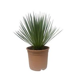 Yucca Rostrata - 60 cm - ø24cm (34260)