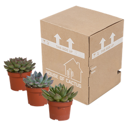 House of cactus Echeveria mix 10.5 cm - 3x - zonder pot (8720387961498)
