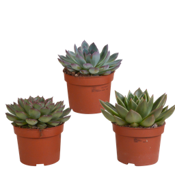House of cactus Echeveria mix 10.5 cm - 3x - zonder pot (8720387961498)