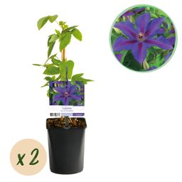 Klimplant - Clematis Mrs. N. Thompson - Bloem Roze - Weinig onderhoud -2 planten - Pot 11cm Hoogte 40cm (8720872543055)