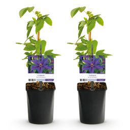 Klimplant - Clematis Mrs. N. Thompson - Bloem Roze - Weinig onderhoud -2 planten - Pot 11cm Hoogte 40cm (8720872543055)