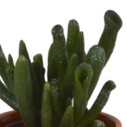 House of cactus Vetplanten mix 5.5 cm - 5x - in Mexicaanse pot (8720387961085)