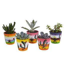 House of cactus Vetplanten mix 5.5 cm - 5x - in Mexicaanse pot (8720387961085)