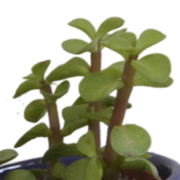 House of cactus Vetplanten mix 5.5 cm - 5x - in Mexicaanse pot (8720387961085)