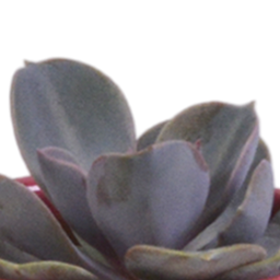 House of cactus Vetplanten mix 5.5 cm - 5x - in Mexicaanse pot (8720387961085)