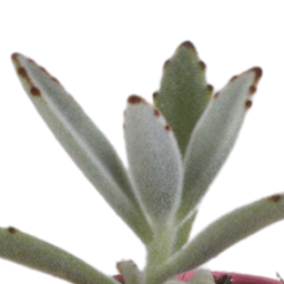 House of cactus Vetplanten mix 5.5 cm - 5x - in Mexicaanse pot (8720387961085)
