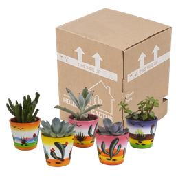 House of cactus Vetplanten mix 5.5 cm - 5x - in Mexicaanse pot (8720387961085)