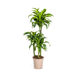 Dracaena Deremensis Dorado Ø21cm - ↕100 (4250308312695)