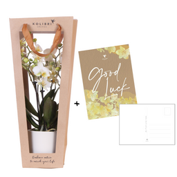 Planten cadeau veel succes | Lausanne orchidee met pot, kaart & cadeautas (7865885326712)