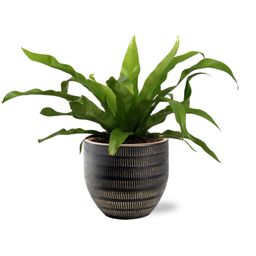 Asplenium Antiquum - Beau Pot D14x13cm - Zwart (40145)
