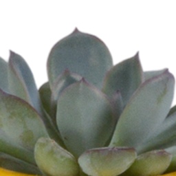 House of cactus Vetplanten mix 5.5 cm - 5x - in Mexicaanse pot (8720387961085)