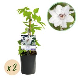 Klimplant - Clematis Miss bateman - Bloem Wit - Weinig onderhoud -2 planten - Pot 11cm Hoogte 40cm (8720872543048)