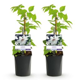 Klimplant - Clematis Miss bateman - Bloem Wit - Weinig onderhoud -2 planten - Pot 11cm Hoogte 40cm (8720872543048)