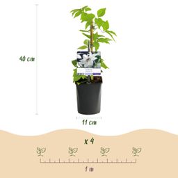 Klimplant - Clematis Miss bateman - Bloem Wit - Weinig onderhoud -2 planten - Pot 11cm Hoogte 40cm (8720872543048)