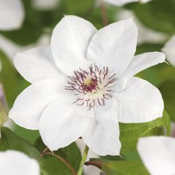 Klimplant - Clematis Miss bateman - Bloem Wit - Weinig onderhoud -2 planten - Pot 11cm Hoogte 40cm (8720872543048)