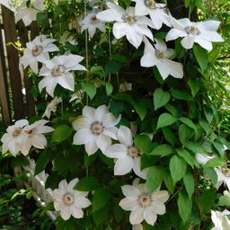 Klimplant - Clematis Miss bateman - Bloem Wit - Weinig onderhoud -2 planten - Pot 11cm Hoogte 40cm (8720872543048)