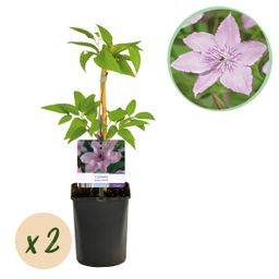 Klimplant - Clematis Hagley Hybrid - Bloem Roze - Weinig onderhoud -2 planten - Pot 11cm Hoogte 40cm (8720872542997)