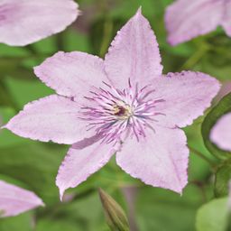 Klimplant - Clematis Hagley Hybrid - Bloem Roze - Weinig onderhoud -2 planten - Pot 11cm Hoogte 40cm (8720872542997)