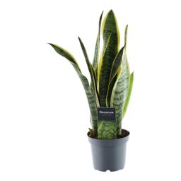 Sansevieria Laurentii - 45 cm - ø12 (8721081685239)