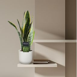 Sansevieria Laurentii - 45 cm - ø12 (8721081685239)