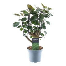 Polyscias Fabian - 45 cm - ø12 (8721081685215)