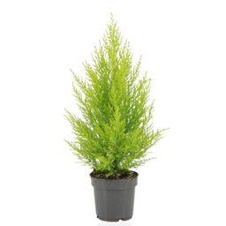 Cupressus Macrocarpa Goldcrest Wilma (28926)