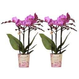 COMBI DEAL van 2 Phalaenopsis orchideeën - Vienna (50877)