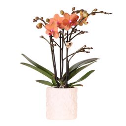 Oranje orchidee Bolzano + Star Fish sierpot (6152838197163)