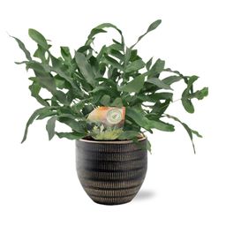 Phlebodium Blue Star - Beau Pot D14x13cm - Zwart (40150)