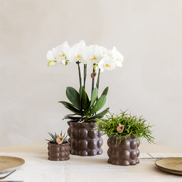 Plantenset Cotton bruin | Groene planten met witte Phalaenopsis orchidee Ghent in keramieken sierpotten (51446)