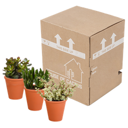 House of cactus Crassula mix 8.5 cm - 3x - in terracotta pot (8720387961276)