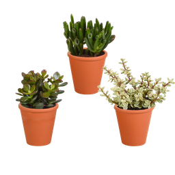 House of cactus Crassula mix 8.5 cm - 3x - in terracotta pot (8720387961276)