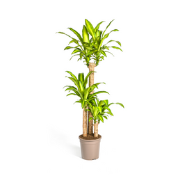 Dracaena Fragrans Massangeana Ø24cm - ↕130 (4250308312893)