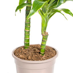 Dracaena Deremensis Dorado Ø19cm - ↕70 (4250308312688)