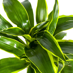 Dracaena Deremensis Dorado Ø19cm - ↕70 (4250308312688)