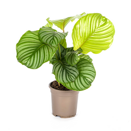 Calathea Orbifolia Ø17cm - ↕40 (4250308316433)