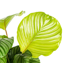 Calathea Orbifolia Ø17cm - ↕40 (4250308316433)