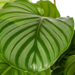 Calathea Orbifolia Ø17cm - ↕40 (4250308316433)