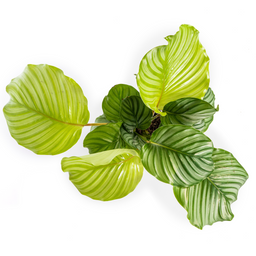 Calathea Orbifolia Ø17cm - ↕40 (4250308316433)