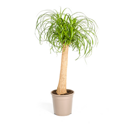 Beaucarnea Recurvata Stam Ø24cm - ↕80 (4250308312633)
