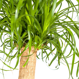 Beaucarnea Recurvata Stam Ø24cm - ↕80 (4250308312633)
