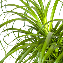 Beaucarnea Recurvata Stam Ø24cm - ↕80 (4250308312633)