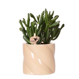 succulent Crassula Hobbit + Candy pot Peach (8785279223054)