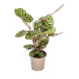 Calathea Makoyana Ø17cm - ↕40 (4250308316471)