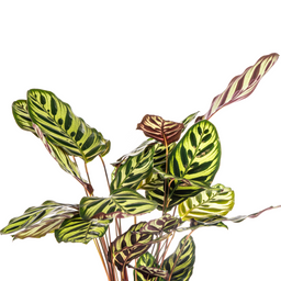 Calathea Makoyana Ø17cm - ↕40 (4250308316471)