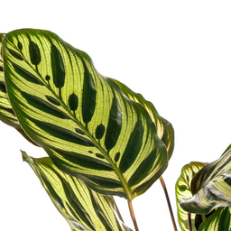 Calathea Makoyana Ø17cm - ↕40 (4250308316471)