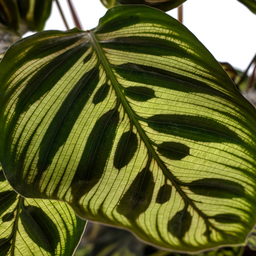 Calathea Makoyana Ø17cm - ↕40 (4250308316471)