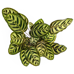 Calathea Makoyana Ø17cm - ↕40 (4250308316471)
