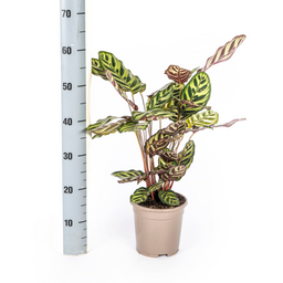 Calathea Makoyana Ø17cm - ↕40 (4250308316471)